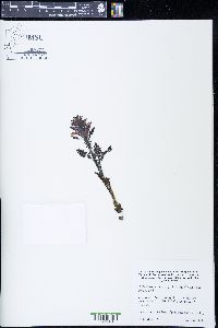 Pedicularis aurantiaca image