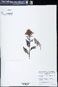 Image of Pedicularis aurantiaca