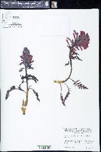 Pedicularis aurantiaca image