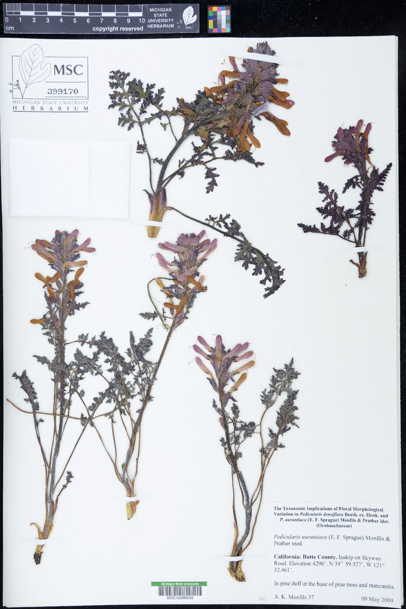 Pedicularis aurantiaca image