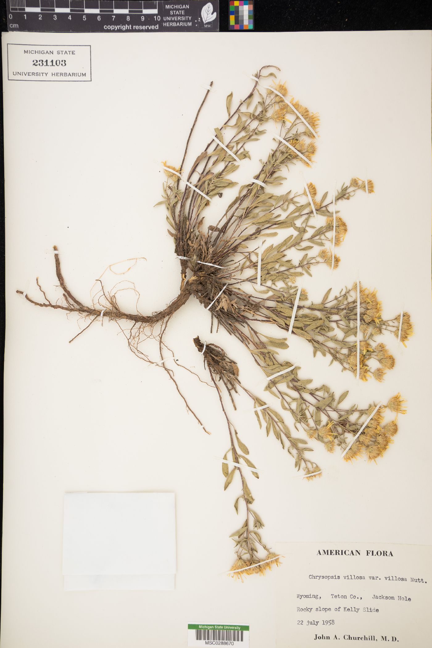 Heterotheca villosa var. villosa image