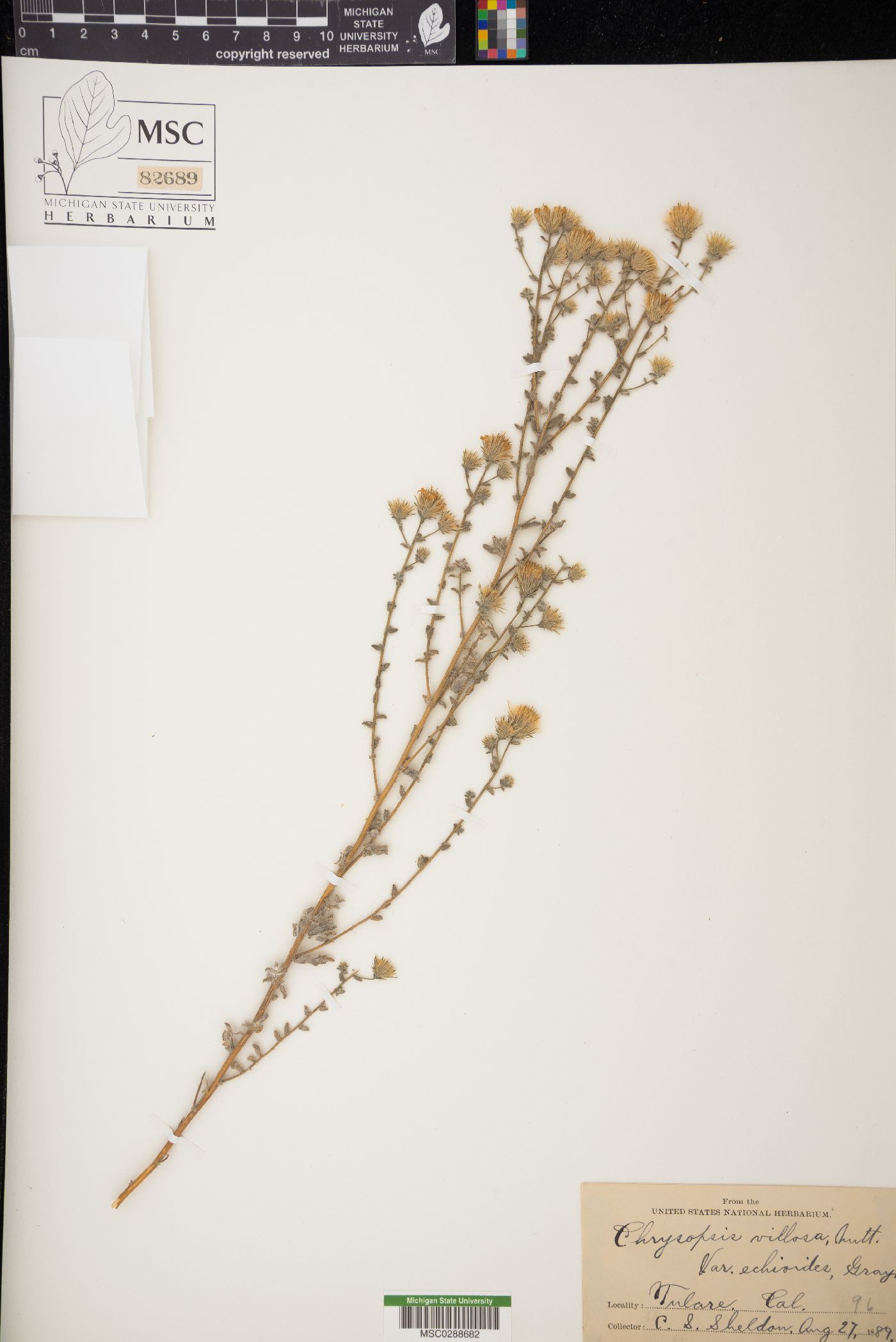 Chrysopsis echioides image