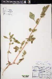 Amaranthus powellii image