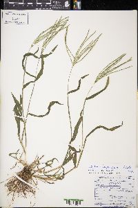 Digitaria ischaemum image