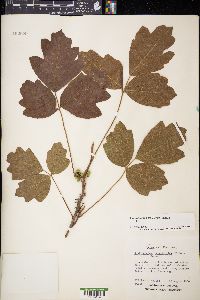 Toxicodendron pubescens image