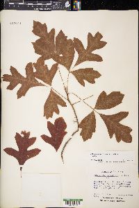 Toxicodendron pubescens image