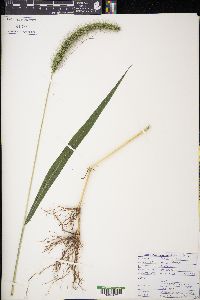 Setaria faberi image