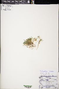 Muhlenbergia schreberi image