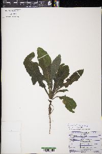 Sonchus oleraceus image