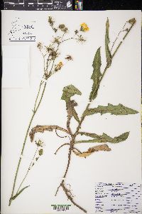 Sonchus arvensis image