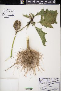 Datura stramonium image