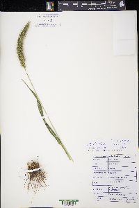 Setaria faberi image