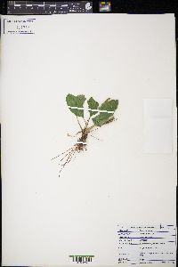 Plantago major image