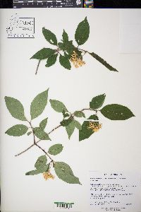 Cornus foemina image