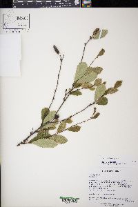 Betula pumila image