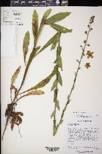 Verbascum blattaria image