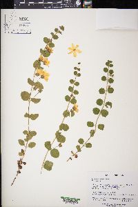 Lysimachia nummularia image