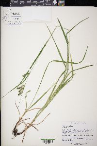 Carex davisii image