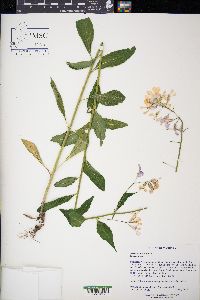 Hesperis matronalis image