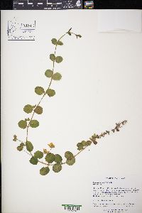 Lysimachia nummularia image