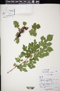 Morus alba image