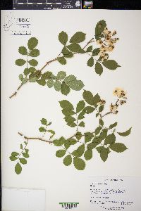 Rosa multiflora image