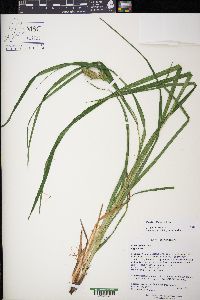 Carex typhina image