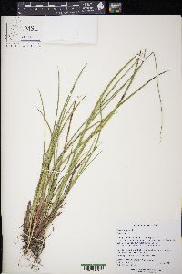 Juncus nodosus image