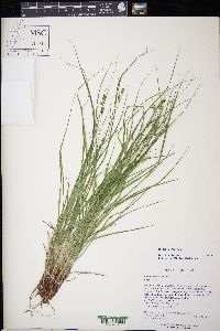 Carex swanii image