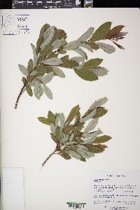 Salix myrtilloides image