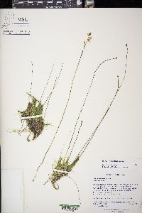 Utricularia cornuta image