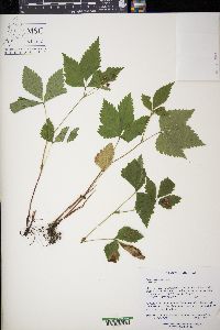 Rubus pubescens image