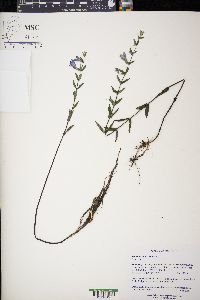 Scutellaria galericulata image