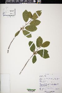 Frangula alnus image