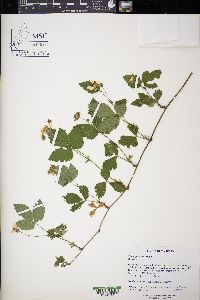 Rubus flagellaris image