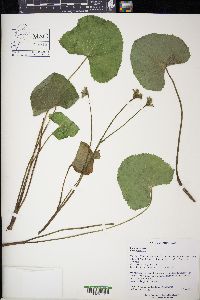 Caltha palustris image