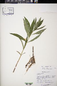 Lysimachia thyrsiflora image