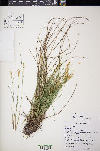 Carex sterilis image