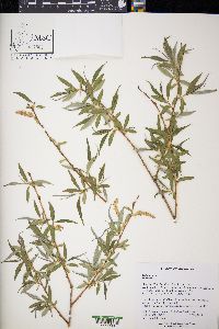 Salix alba image