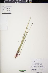 Eleocharis erythropoda image