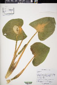 Calla palustris image