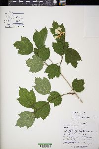 Viburnum trilobum image