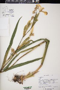 Iris pseudacorus image