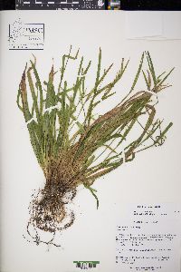 Carex leptonervia image