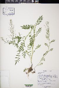 Cardamine impatiens image