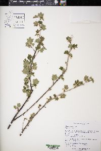 Ribes hirtellum image