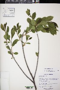 Rhamnus alnifolia image