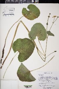 Caltha palustris image