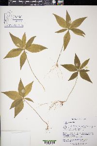 Trientalis borealis image