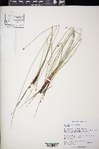 Eleocharis erythropoda image